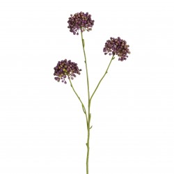Tige D'Allium Violet...