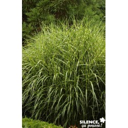 MISCANTHUS sinensis...