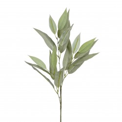 Tige D'Eucalyptus Vert...
