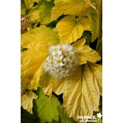 PHYSOCARPUS opulifolius...
