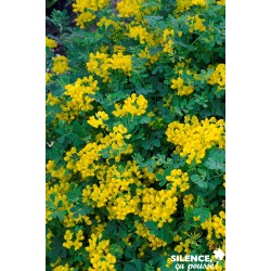 CORONILLA valentina glauca...