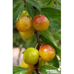 PRUNIER 'Mirabelle de...