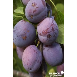 PRUNIER 'Quetsche d'Alsace'...