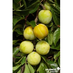 PRUNIER 'Reine Claude...