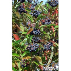 VIBURNUM nudum 'Pink...