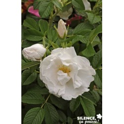 ROSIER rugosa 'Dame...