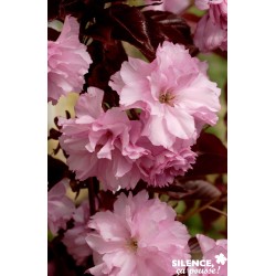 PRUNUS serrulata 'Royal...