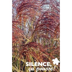 MISCANTHUS sinensis...