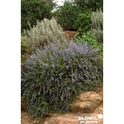 ROSMARINUS officinalis...