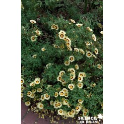 HALIMIOCISTUS wintonensis...