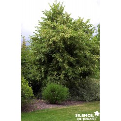 TILIA platyphyllos 'Rubra'...