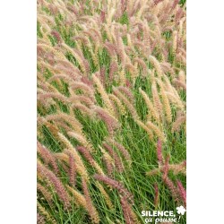 PENNISETUM orientale...