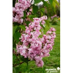 SYRINGA vulgaris...