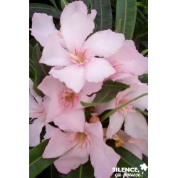 NERIUM oleander 'Alsace'...