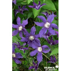 CLEMATIS Saphyra Indigo®...