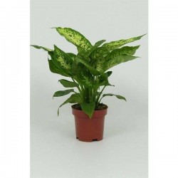 DIEFFENBACHIA seguine...