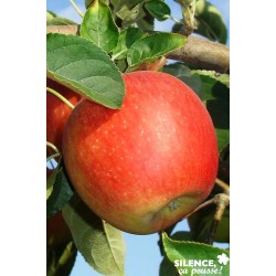 POMMIER Antares® COV-FF GOB...