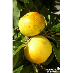 POMMIER 'Reinette Clochard'...