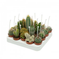 CACTUS assorti P5.5