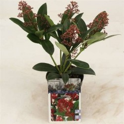 SKIMMIA japonica 'Rubella'...