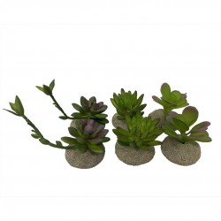 Succulent TERRA DELLA