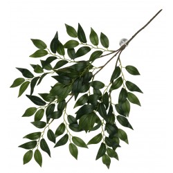 Plante suspendue Banyan...