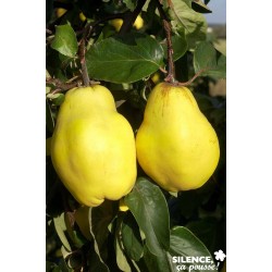 Cognassier Champion...