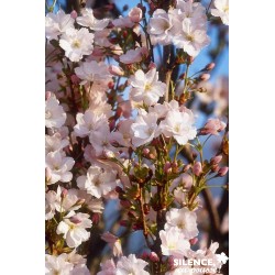 PRUNUS 'Amanogawa' FF BALIV...