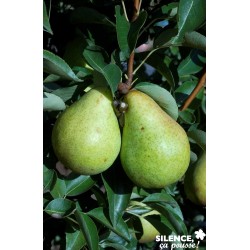 POIRIER 'Williams' FF...