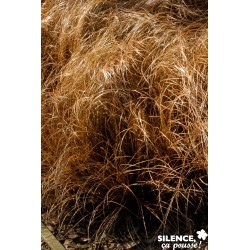 CAREX comans 'Bronze Form'...