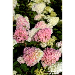 HYDRANGEA paniculata Sundae...