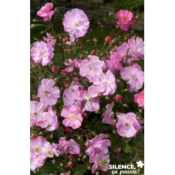 ROSIER PAY Lavender Dream®...