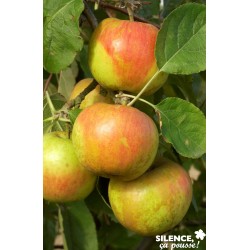 Pommier belle boskoop...