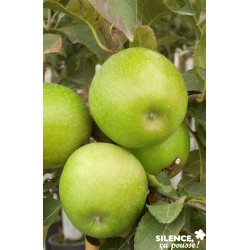 POMMIER 'Granny Smith' FF...