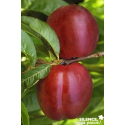 NECTARINIER 'Fantasia' FF...