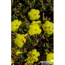 HALIMIUM commutatum FF...