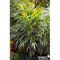 MAHONIA eurybracteata Sweet...