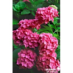 HYDRANGEA macrophylla...
