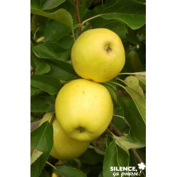 POMMIER 'Golden Delicious'...
