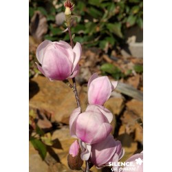 MAGNOLIA denudata...