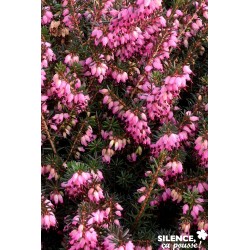 ERICA darleyensis 'Kramer's...