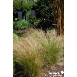 AUSTROSTIPA tenuifolia FF C2L