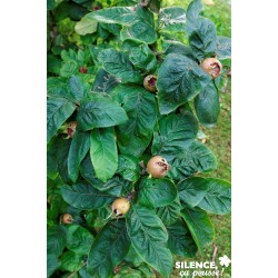 NEFLIER d'Allemagne FF GOB...