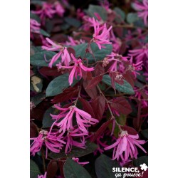 LOROPETALUM chinense rubrum...