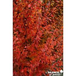 CARPINUS betulus Orange...