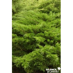 JUNIPERUS pfitzeriana 'Mint...