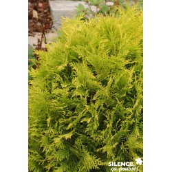 THUJA occidentalis 'Golden...