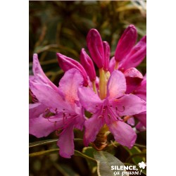RHODODENDRON ponticum...