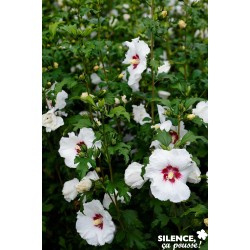 HIBISCUS syriacus...