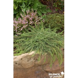 JUNIPERUS communis 'Green...